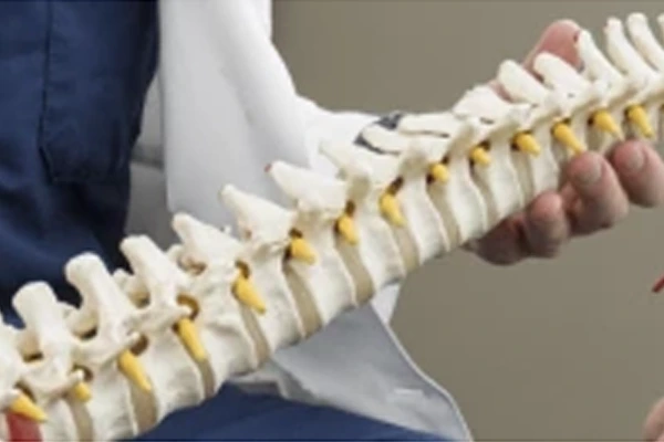 musculoskeletal system